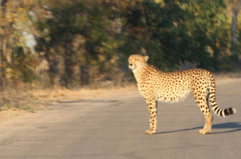 Beautiful Cheetah on the run !