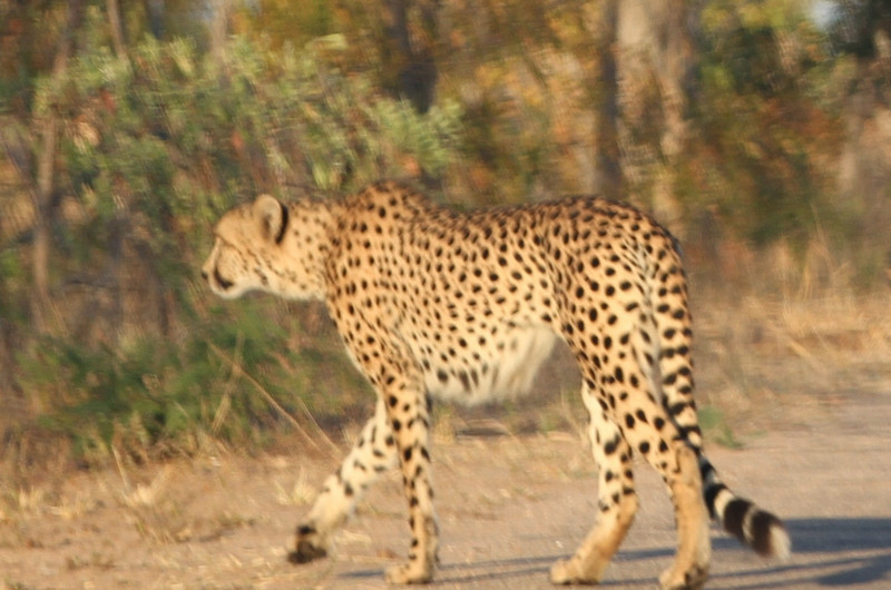 Beautiful Cheetah on the run !