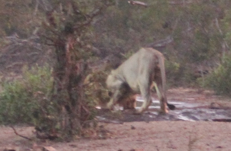Hunting Lion at Sunrise from Maroela Camp