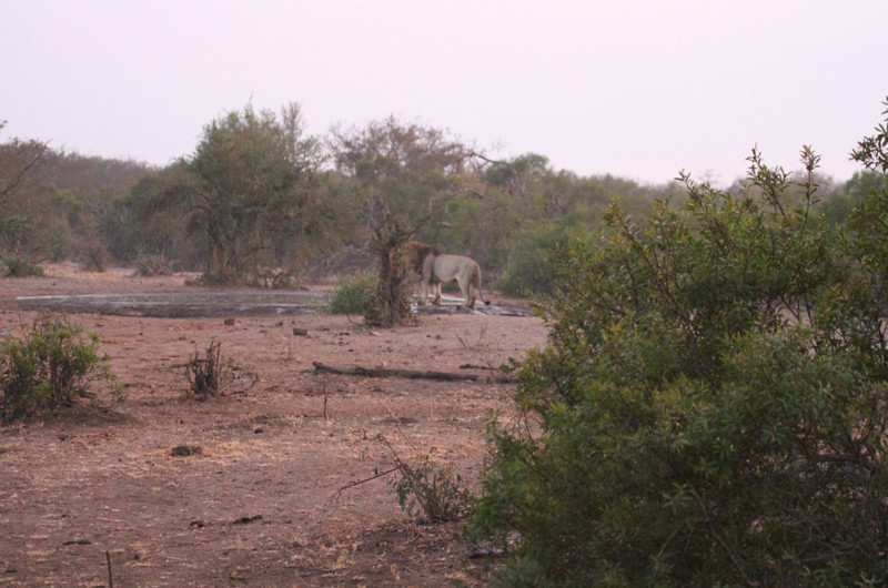 Hunting Lion at Sunrise from Maroela Camp