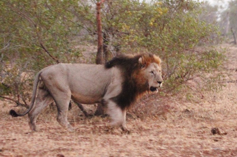 Massive Male Lion Scary to be close to