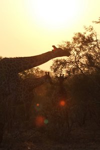 Sunrise magic of Kruger National Park