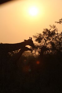 Sunrise magic of Kruger National Park