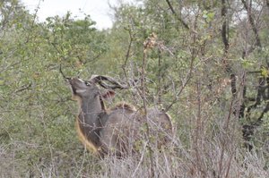 Majestic Male Kudu