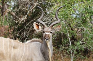 Majestic Male Kudu
