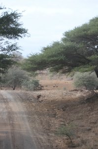 Beatiful Drive on Remote Timbavati Road
