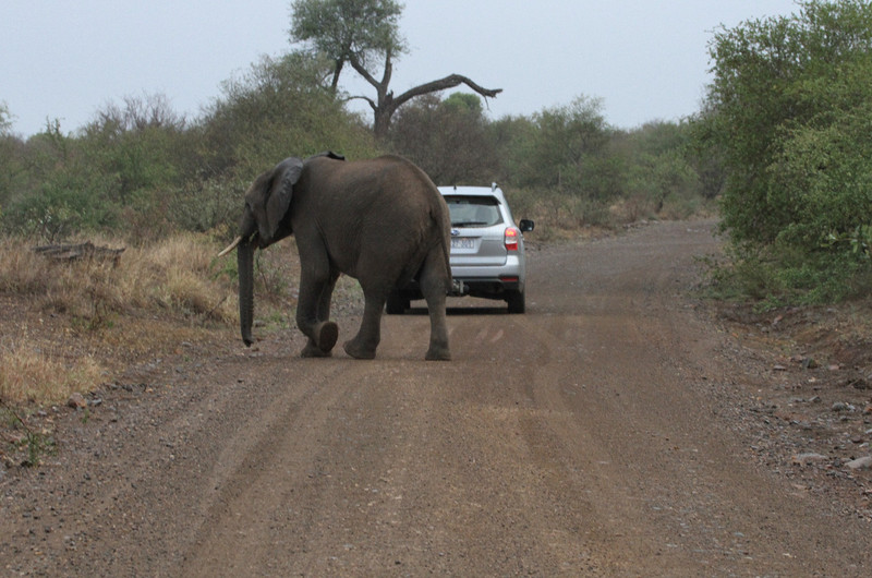 Close encounter with a family of elephants
