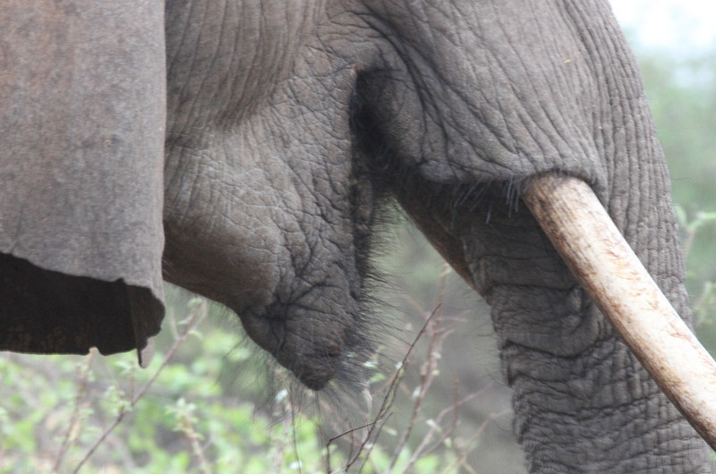 Close encounter with a family of elephants