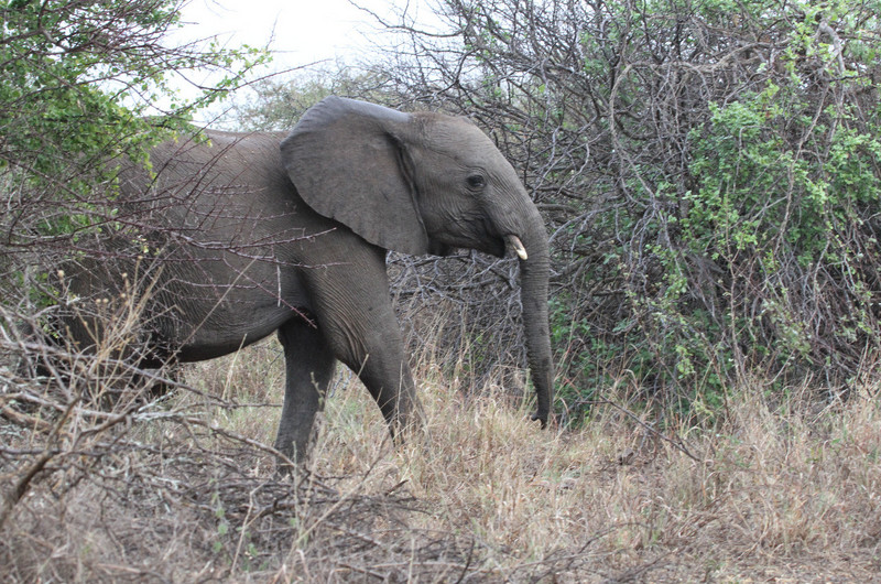 Close encounter with a family of elephants