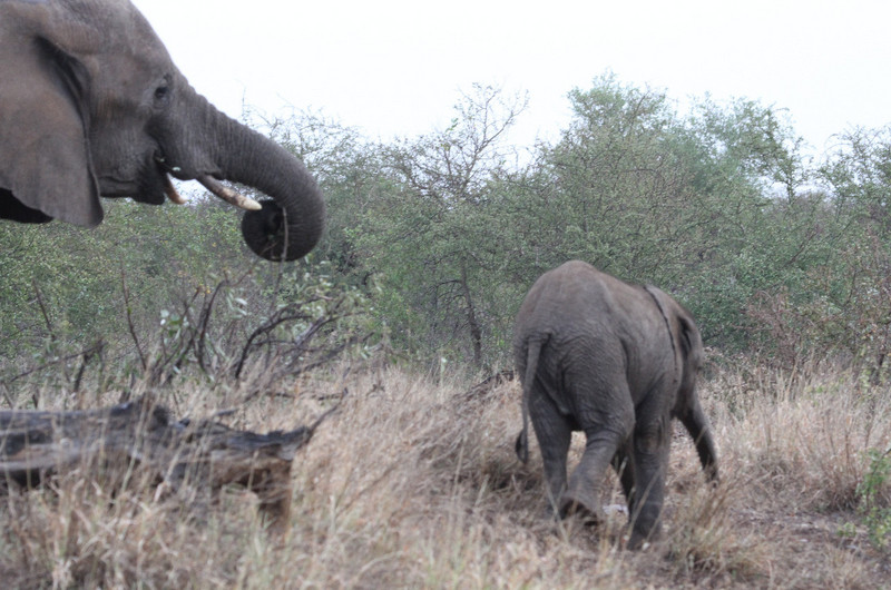 Close encounter with a family of elephants