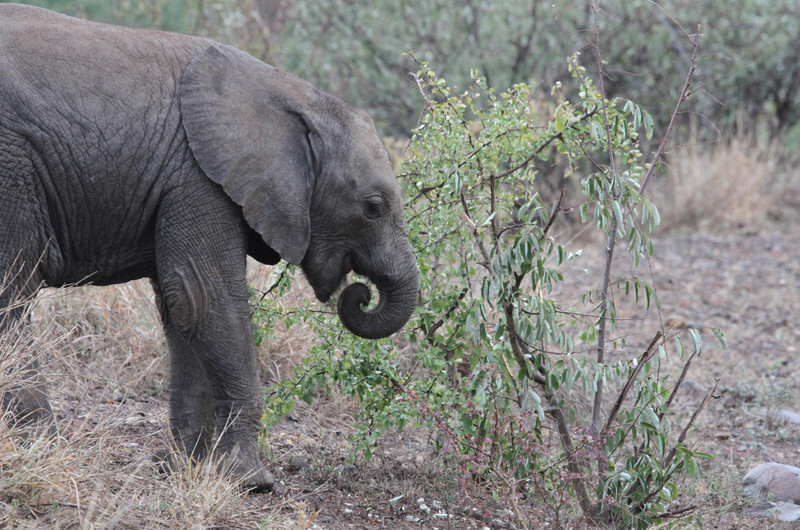 Close encounter with a family of elephants