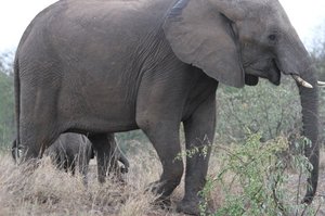 Close encounter with a family of elephants