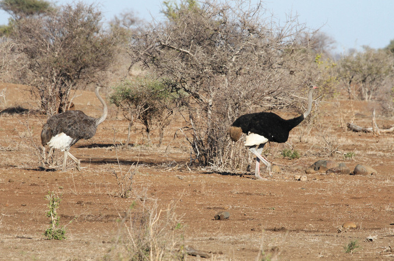 male and female ostrich