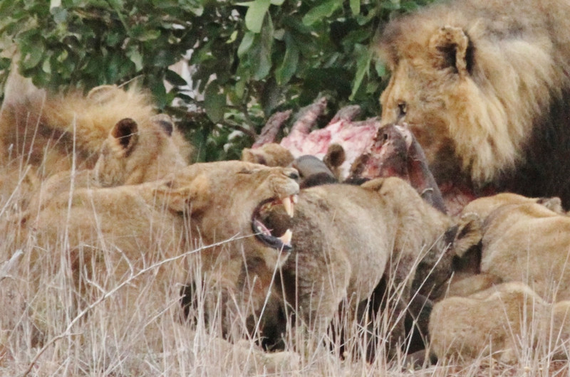 Lions and cubs have a bloody feast