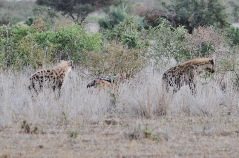 The jackal and the hyenas w carcass before sunrise