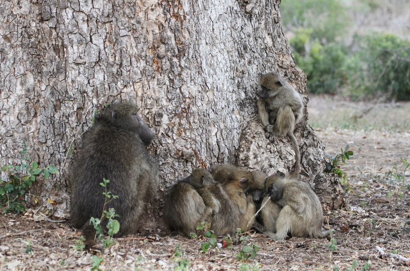 Strange scene, cold baboons huddle with huge tree 