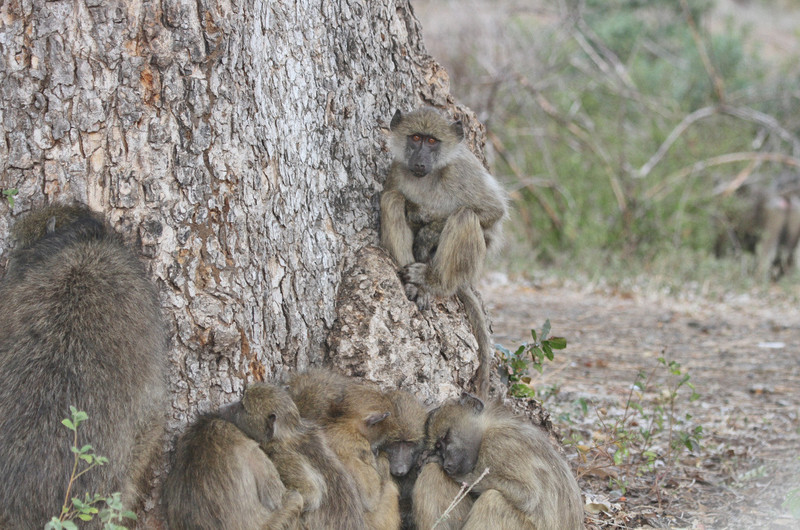 Strange scene, cold baboons huddle with huge tree 