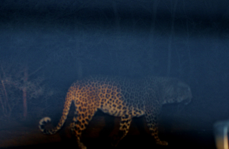 Leopard nightwalks just before daybreak