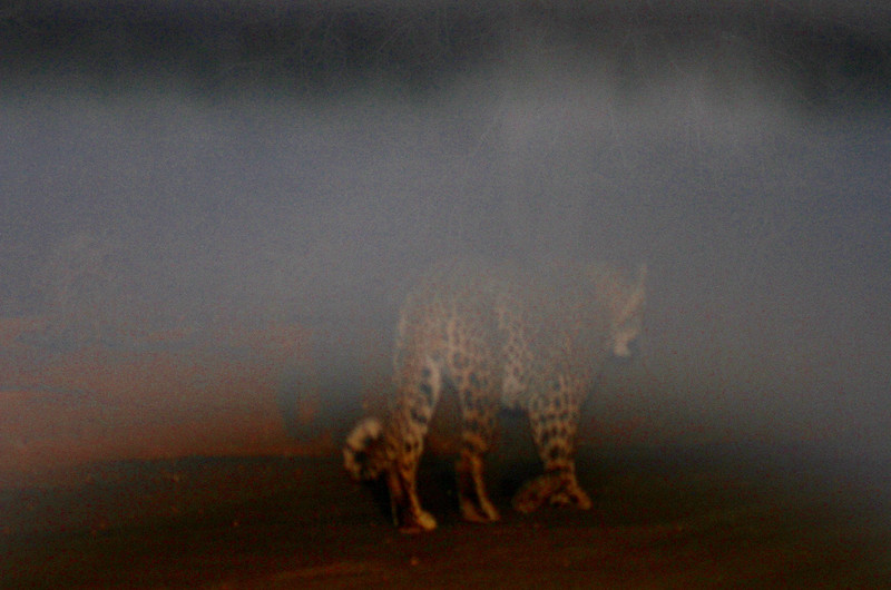 Leopard nightwalks just before daybreak