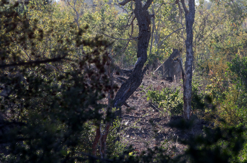 Lions in the thick veld of the Sabie River