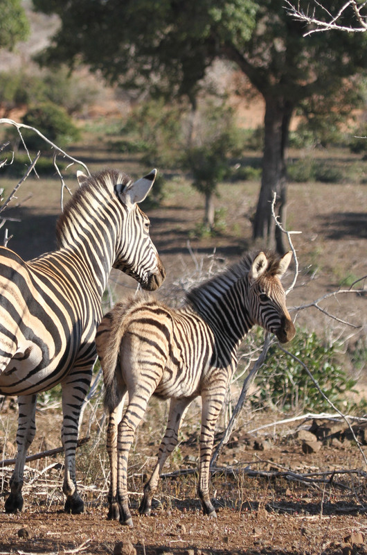 Young Zebra with Mother
