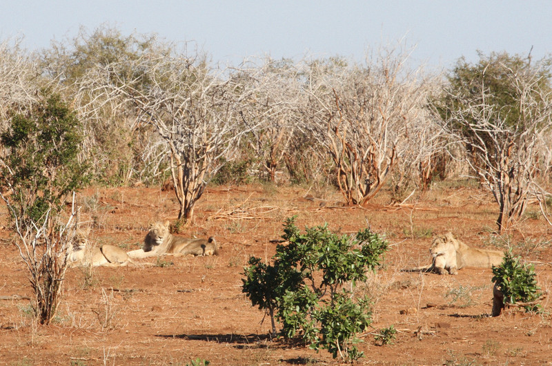 Lions  Resting, One Begins to Hunt