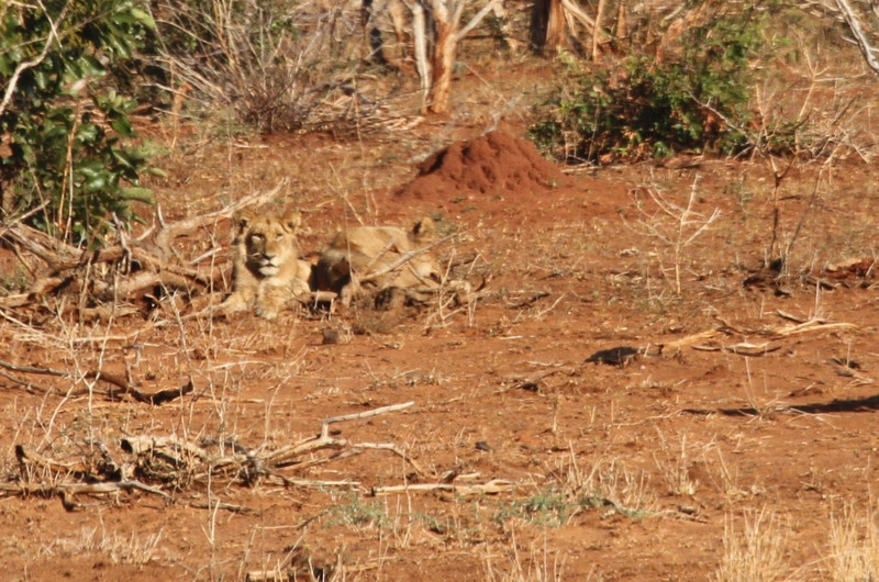 Lions  Resting, One Begins to Hunt