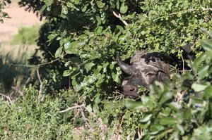 OMG there is a buffalo hiding near our car!