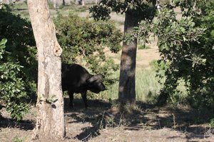 OMG there is a buffalo hiding near our car!