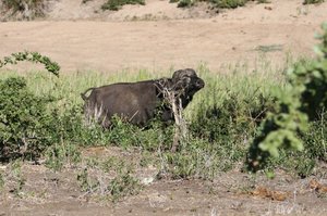 OMG there is a buffalo hiding near our car!