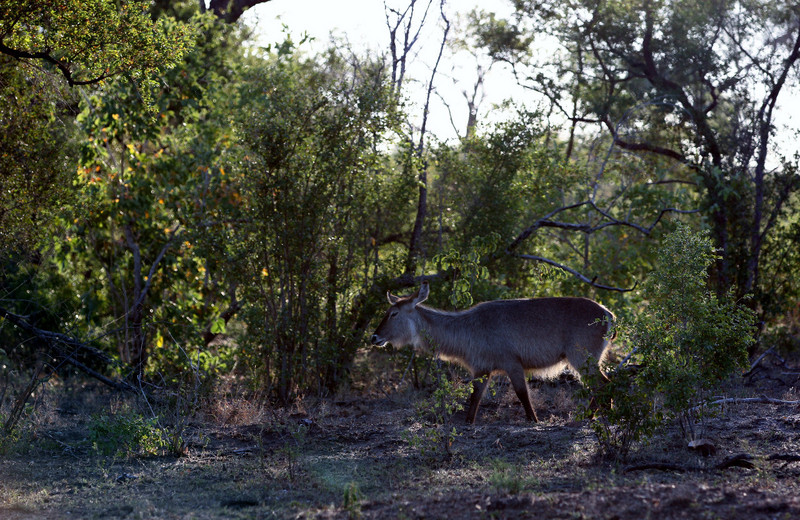  Magnificent Nyala, Hard to See Lions