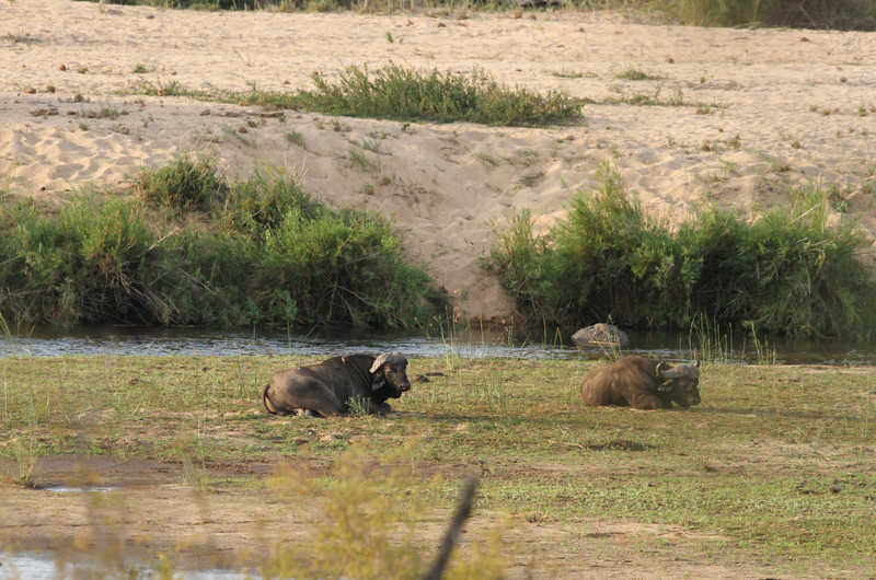 Old Buffalo Males rest in the Sabie River Bed.