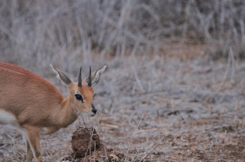 tiny antelope