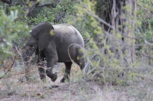 Timbavati Road adventure Elephant Attacks Leopard