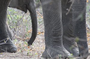 Timbavati Road adventure Elephant Attacks Leopard