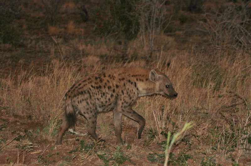 Whoa, there&#39;s a hyena