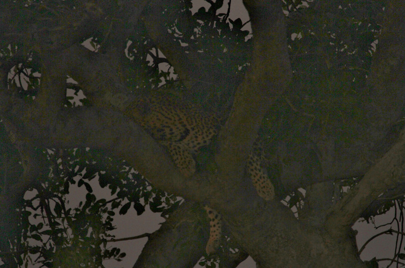 Leopard sleeping in tree at dusk