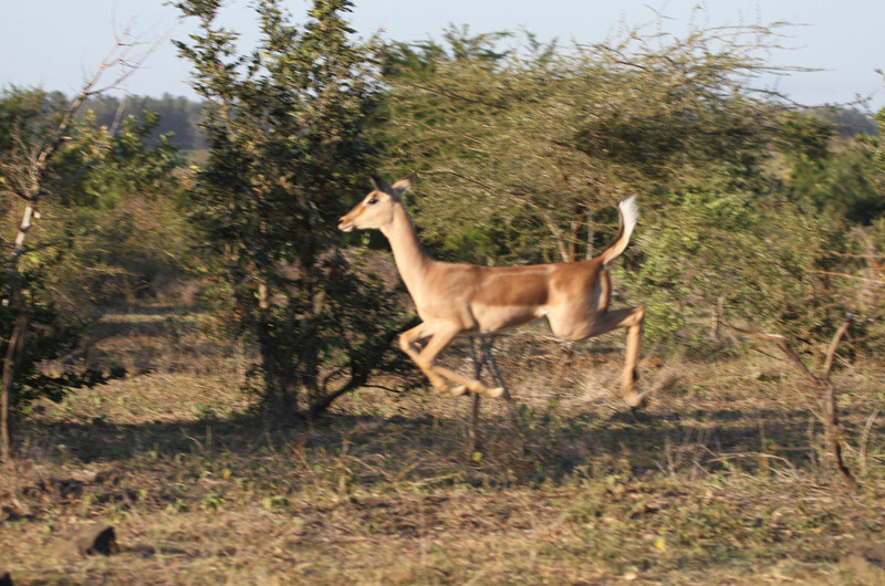 Impala on a cold morning , then a big surprise