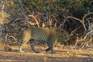 Big Leopard in gulley