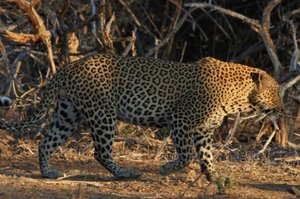 Big Leopard in gulley