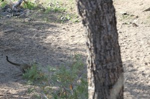 Drama at waterhole, leopard attacks warthog