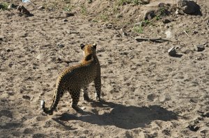 Drama at waterhole, leopard attacks warthog