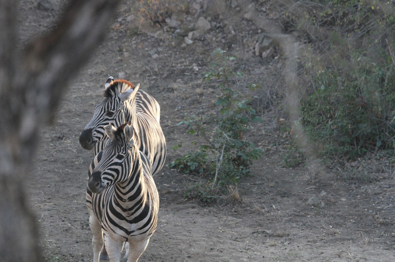 Zebra approach waterhole where Leopard is hiding