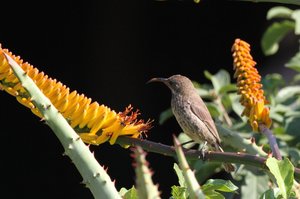 Sunbird Female