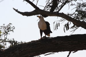 African Fish Eagle Eating A Fish