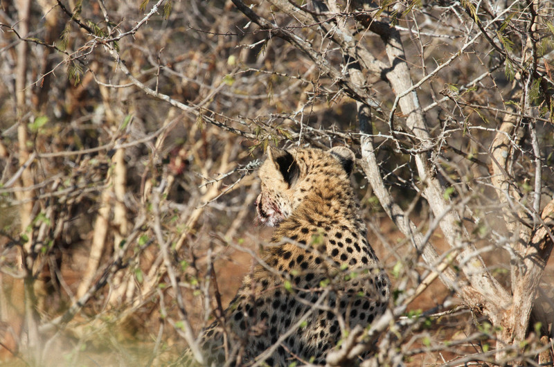 A Cheetah Dines