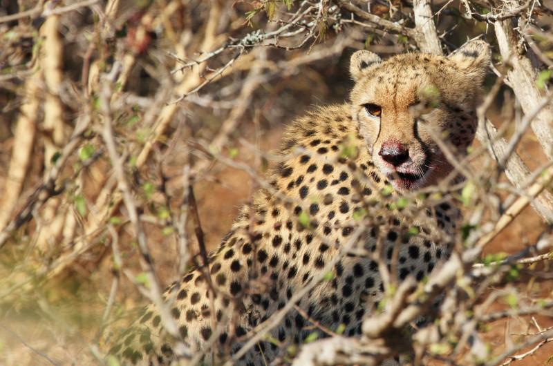 A Cheetah Dines