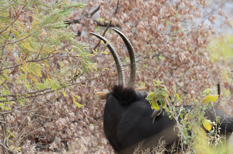 Wow, wow, wow, Sable Antelope !