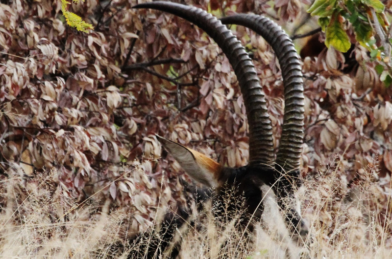 Wow, wow, wow, Sable Antelope !