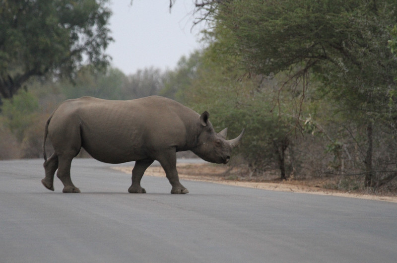 Black Rhino at surnise